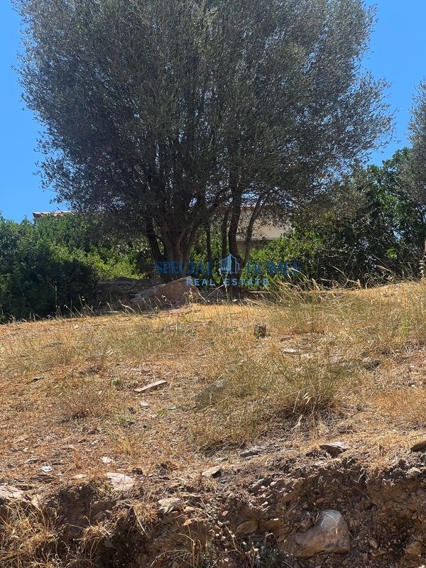 img_431aa3e1-f9f1-4003-9ad4-c531d891ec3c