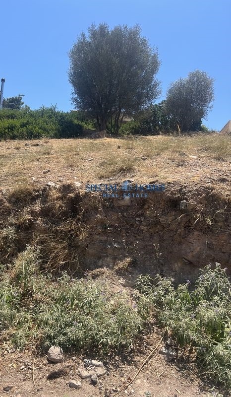 img_5e214774-e846-4b8a-b16e-de542386bb0c